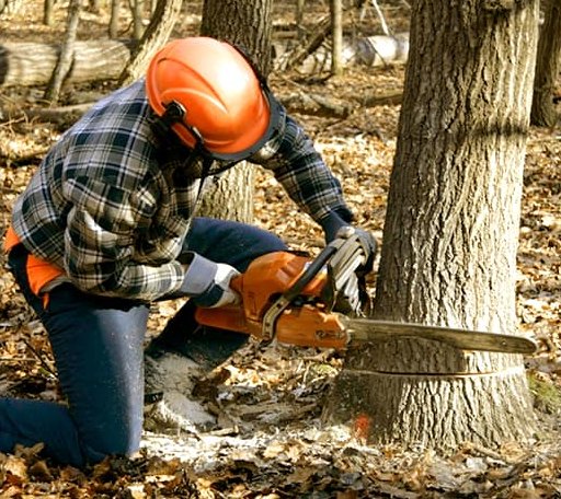 Tree Removal in Ghent, NY